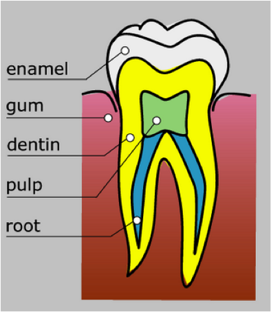 Tooth Diagram